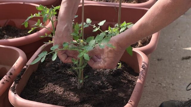 Adding a support tie to a tomato plant in a pot of compost
