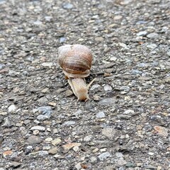 snail on the road