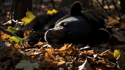 floor black bear sleeping