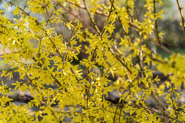 Sunlit forsythia plant in bloom, with yellow flowers emerging in the garden. Closeup.
