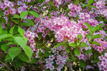 Springtime. Beautiful pink flowers of Weigela, flowering shrub, in garden