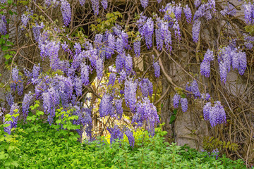 Beautiful flowers of wisteria near old ruined wall on sunny spring day