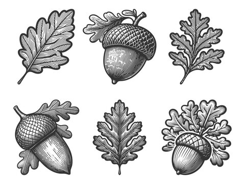 oak leaves and acorns Set collection bundle sketch engraving generative ai vector illustration. Scratch board imitation. Black and white image.
