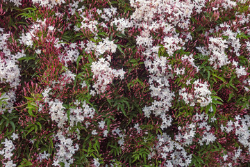 Pink jasmine vine ( Jasminum polyanthum ) with flowers, spring background