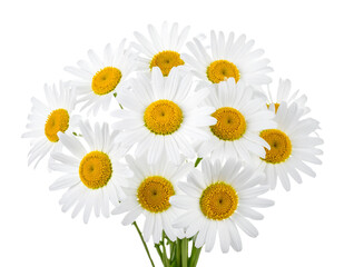 Obraz premium A delightful arrangement of daisy flowers in full bloom, featuring white petals and bright yellow centers, isolated on a pristine white background