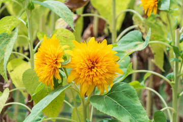 八重咲きヒマワリの元気な夏の風景