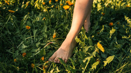 Bare feet gently step on lush green grass dotted with dandelions on a sunny spring day. A peaceful...