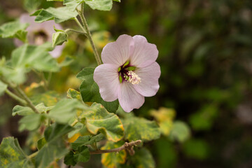 Pink mallow flower close-up in nature