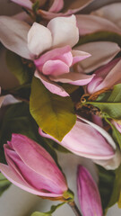 Obraz premium Close-up of delicate pink magnolia blossoms and green leaves. Soft natural lighting highlights the petals' texture and color, creating a serene and elegant floral composition