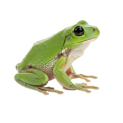 Fototapeta premium A vibrant amphibian poses against a stark backdrop showcasing its smooth skin and delicate features with clarity