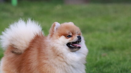 Playful pomeranian spitz dog having fun outdoors