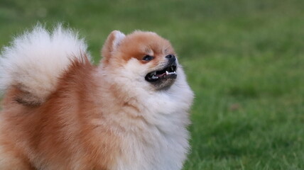 Playful pomeranian spitz dog having fun outdoors