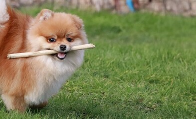 Playful pomeranian spitz dog having fun outdoors