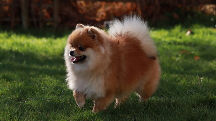 Playful pomeranian spitz dog having fun outdoors