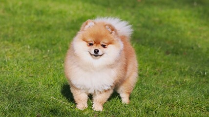 Playful pomeranian spitz dog having fun outdoors