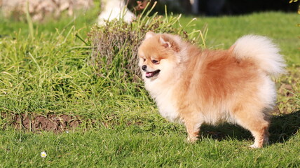 Playful pomeranian spitz dog having fun outdoors