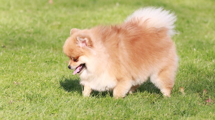 Playful pomeranian spitz dog having fun outdoors