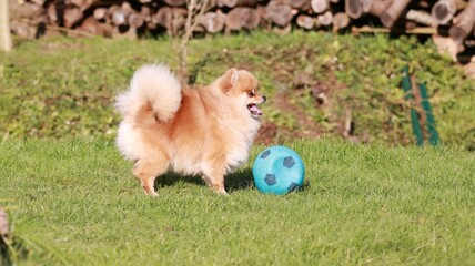Playful pomeranian spitz dog having fun outdoors