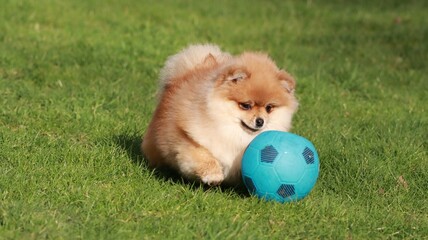 Playful pomeranian spitz dog having fun outdoors
