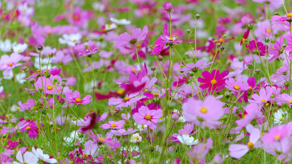 秋風に揺れるコスモス畑