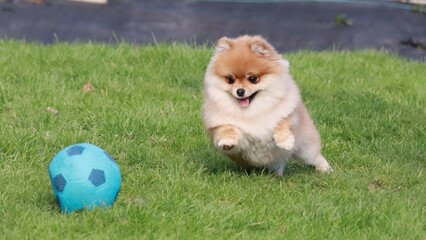 Playful pomeranian spitz dog having fun outdoors