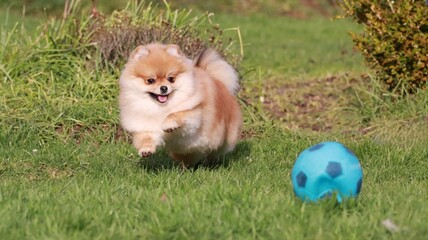Playful pomeranian spitz dog having fun outdoors