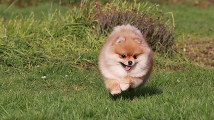 Playful pomeranian spitz dog having fun outdoors