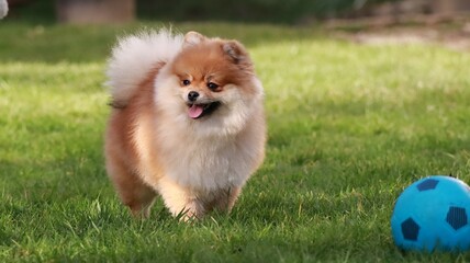 Playful pomeranian spitz dog having fun outdoors