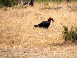A red-cheeked hornbill (Bucorvus leadbeateri) walks in the savannah of Hwange National Park