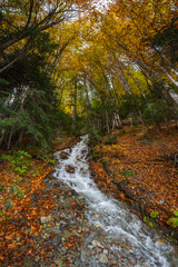 View of the waterfall in autumn forest