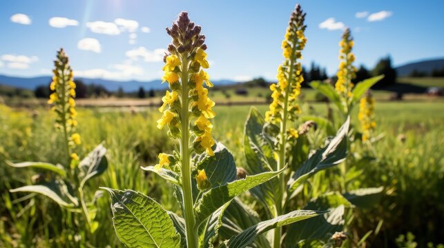 tall mullein leaf