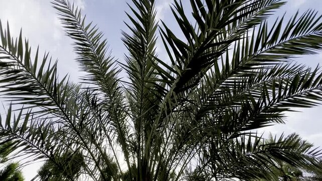 Beautiful view of Salam park Saudi Arabia Riyadh 12 july 2025.