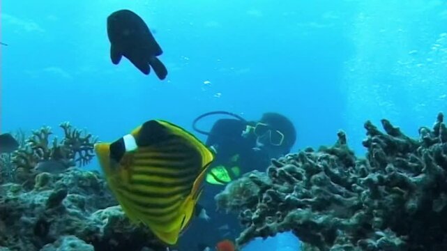 Chaetodon fasciatus Diagonal butterflyfish, A beautiful fish on a coral reef in the Red Sea, Egypt