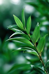 Fototapeta premium A leafy green plant with a stem and a leaf. The leaf is green and has a shiny appearance