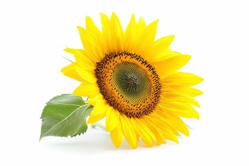 Obraz premium A yellow sunflower with a green stem and a leaf. , isolated on white background.