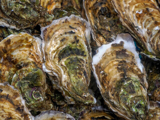 oysters in provence france street market