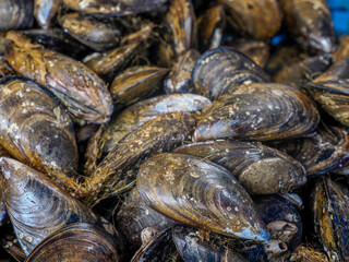 mussels in provence france street market