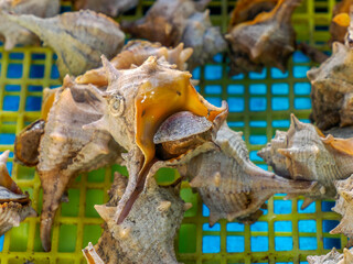Seafood snails in provence france street market