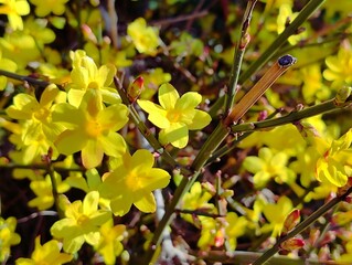 Forsythia flowers close up blooming in spring sunny day nature selective focus natural floral...