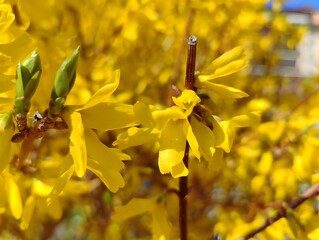 Forsythia flowers close up blooming in spring sunny day nature selective focus natural floral...