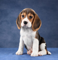 Cute little beagle puppy on blue background