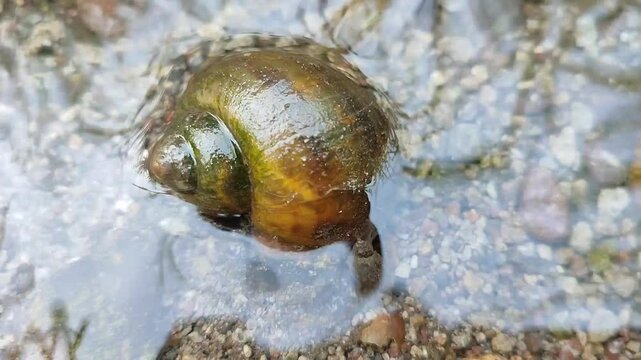 snails moving in shallow, clear water currents, golden snail, timelapse video