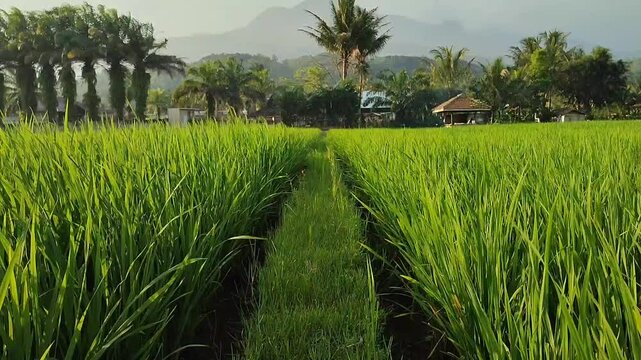 beautiful view of expanse of rice fields, calm and relaxing atmosphere