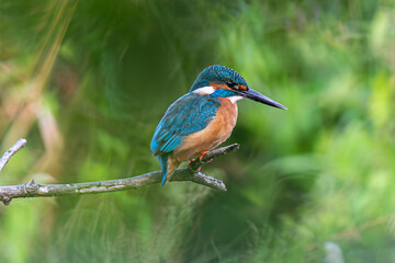 zimorodek (Alcedo atthis) nazywany też bluebird czyli błękitna strzała siedzi w oczekiwaniu na polowanie na rybę © Kazior