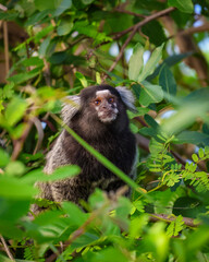 Marmoset at Niteroi -Rio de Janeiro