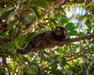 Marmoset at Niteroi -Rio de Janeiro