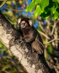 Marmoset at Niteroi -Rio de Janeiro