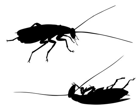 black cockroach silhouettes, crawling and upside down clip art preview