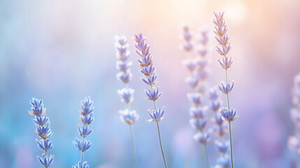 Fototapeta premium A multi-purpose visual content highlight vibrant wildflower meadow: a harmonious blend of lavender, fern-leaf, catnip, broomrape, lupine, delphinium, and lupin in a green oasis.