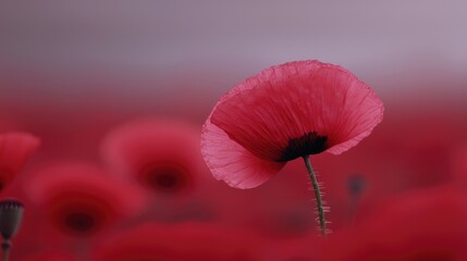 Vibrant poppy field in soft focus
